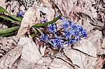 �������� ���������� (Scilla bifolia) ��������� �������, ����, ������