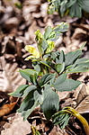 �������� �������� (Corydalis marschalliana) ��������� �������, ����, ������