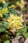 �������� �������� (Corydalis marschalliana) ��������� �������, ����, ������