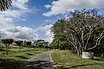 �������� ����������� (Delonix regia) ���������