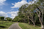 �������� ����������� (Delonix regia) ���������