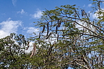 �������� ����������� (Delonix regia) ���������
