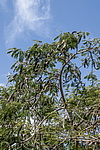 �������� ����������� (Delonix regia) ���������