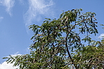 �������� ����������� (Delonix regia) ���������