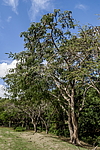 �������� ����������� (Delonix regia) ���������