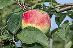 ������ �������� (Malus domestica) �����������