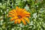 ����������� ��������� (Dimorphotheca sinuata) �����������