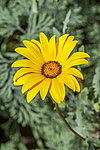 ����������� ��������� (Dimorphotheca sinuata) �����������