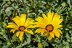 ����������� ��������� (Dimorphotheca sinuata) �����������