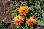 ����������� ��������� (Dimorphotheca sinuata) �����������