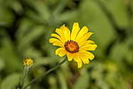 ����������� ��������� (Dimorphotheca sinuata) �����������