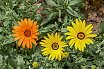 ����������� ��������� (Dimorphotheca sinuata) �����������