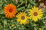 ����������� ��������� (Dimorphotheca sinuata) �����������