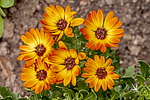 ����������� ��������� (Dimorphotheca sinuata) �����������
