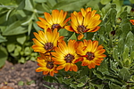 ����������� ��������� (Dimorphotheca sinuata) �����������