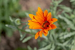 ����������� ��������� (Dimorphotheca sinuata) �����������
