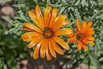 ����������� ��������� (Dimorphotheca sinuata) �����������