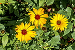 ����������� ��������� (Dimorphotheca sinuata) �����������