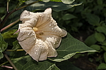 ������ ������������ (Datura stramonium) �����������