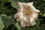 ������ ������������ (Datura stramonium) �����������