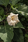������ ������������ (Datura stramonium) �����������