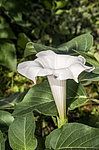 ������ ������������ (Datura stramonium) �����������