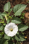 ������ ������������ (Datura stramonium) �����������