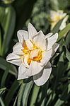 ������� �������� (Narcissus x hybrid) �����������