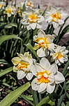 ������� �������� (Narcissus x hybrid) �����������
