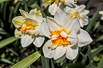 ������� �������� (Narcissus x hybrid) �����������
