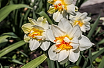 ������� �������� (Narcissus x hybrid) �����������