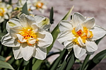 ������� �������� (Narcissus x hybrid) �����������