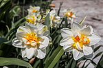 ������� �������� (Narcissus x hybrid) �����������