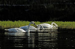 ������-������ (Cygnus buccinator) Trumpeter Swan
