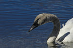 ������-������ (Cygnus buccinator) Trumpeter Swan
