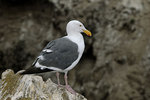 �������� ����� (Larus occidentalis)
