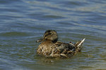 ������ (Anas platyrhynchos)