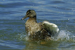 ������ (Anas platyrhynchos)