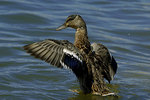 ������ (Anas platyrhynchos)