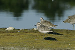 ����� (Pluvialis squatarola) Grey Plover