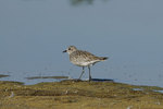 ����� (Pluvialis squatarola) Grey Plover