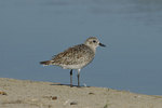 ����� (Pluvialis squatarola) Grey Plover