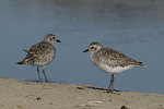 ����� (Pluvialis squatarola) Grey Plover