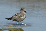 �������� ����� (Larus occidentalis)