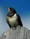 ����������� �������� (Hirundo rustica) ����������� ������������ ����, ������������� �������. 