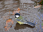 ������� ������ (Parus major) 
