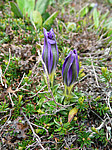 ��������� ��������������� (Gentiana grandiflora) ����������� �������