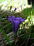 ��������� ��������������� (Gentiana grandiflora) ����������� �������
