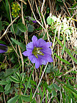 ��������� ��������������� (Gentiana grandiflora) ����������� �������