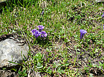 ��������� ��������������� (Gentiana grandiflora) ����������� �������